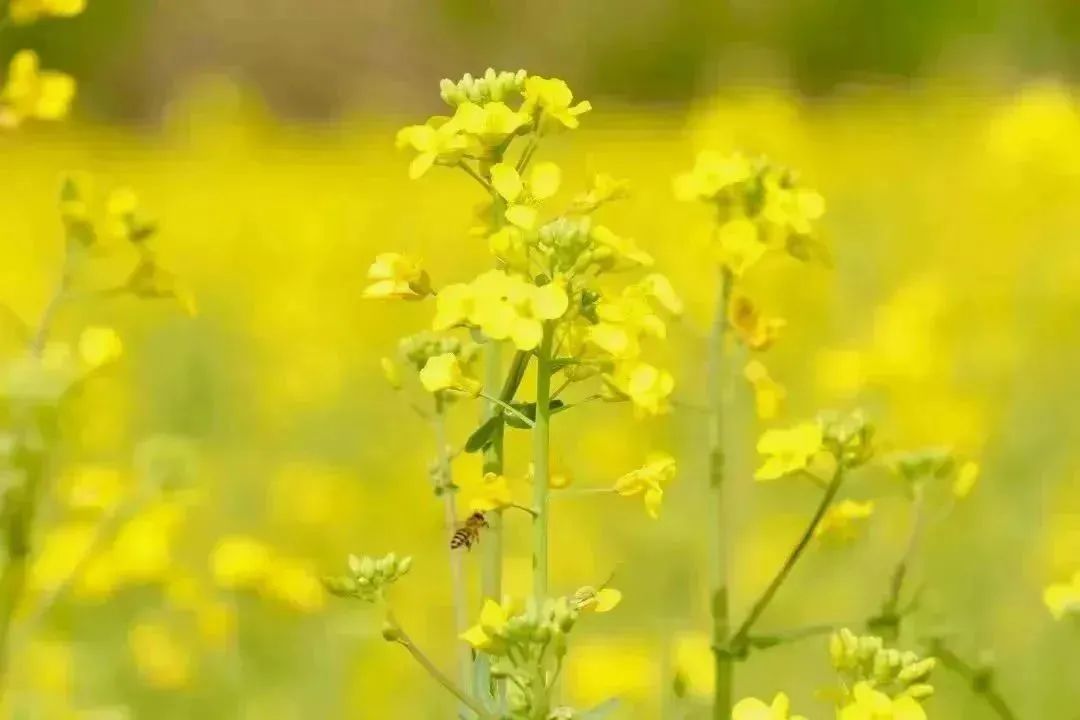 春意正浓！西安观景油菜花篇，宫里花海灿烂-第10张图片