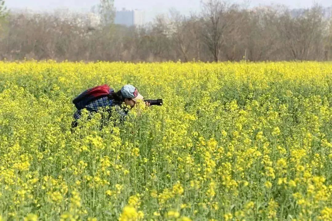 春意正浓！西安观景油菜花篇，宫里花海灿烂-第8张图片