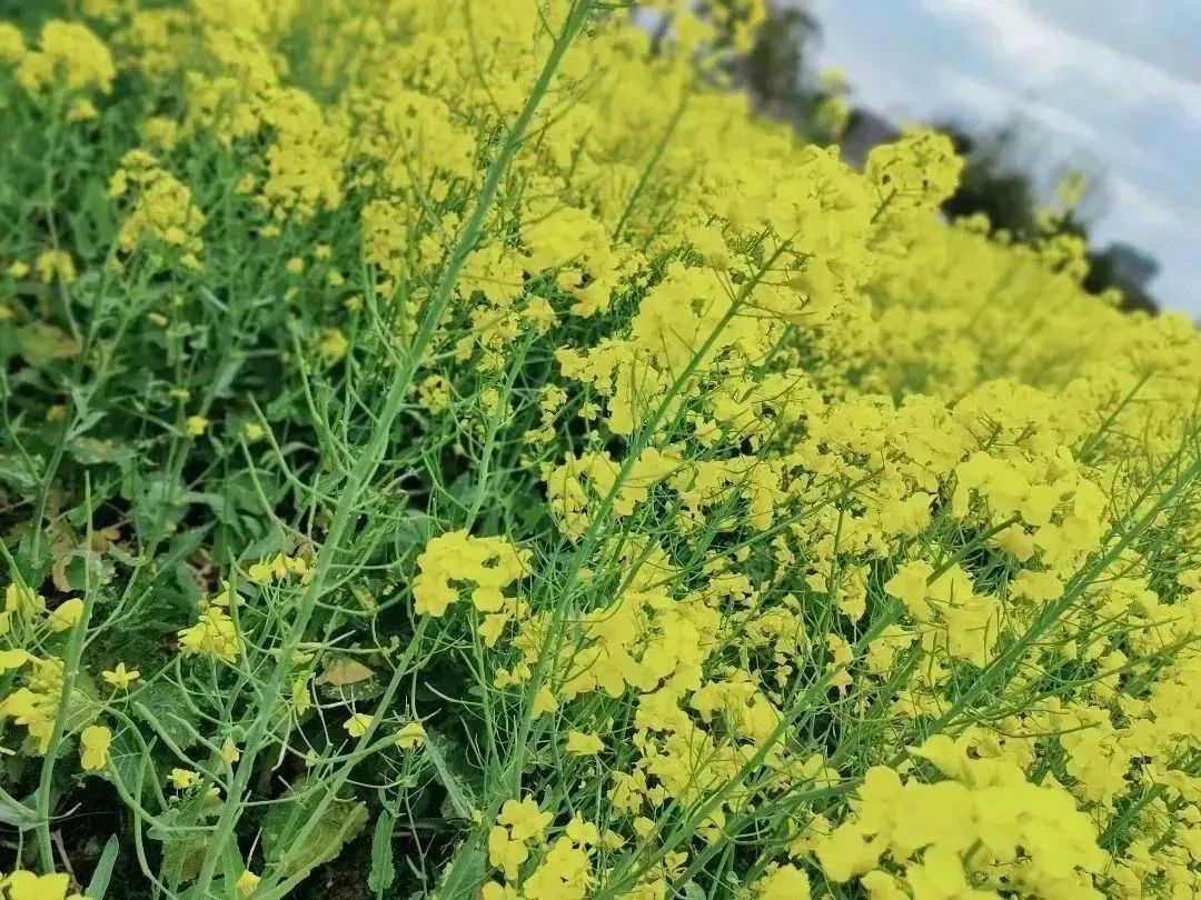 春意正浓！西安观景油菜花篇，宫里花海灿烂-第11张图片