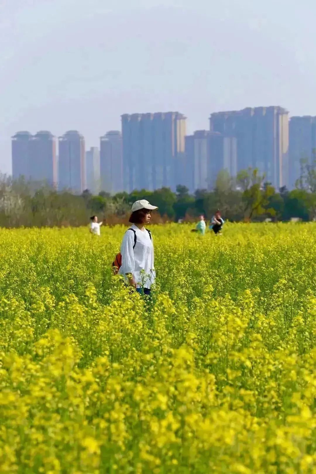 春意正浓！西安观景油菜花篇，宫里花海灿烂-第16张图片