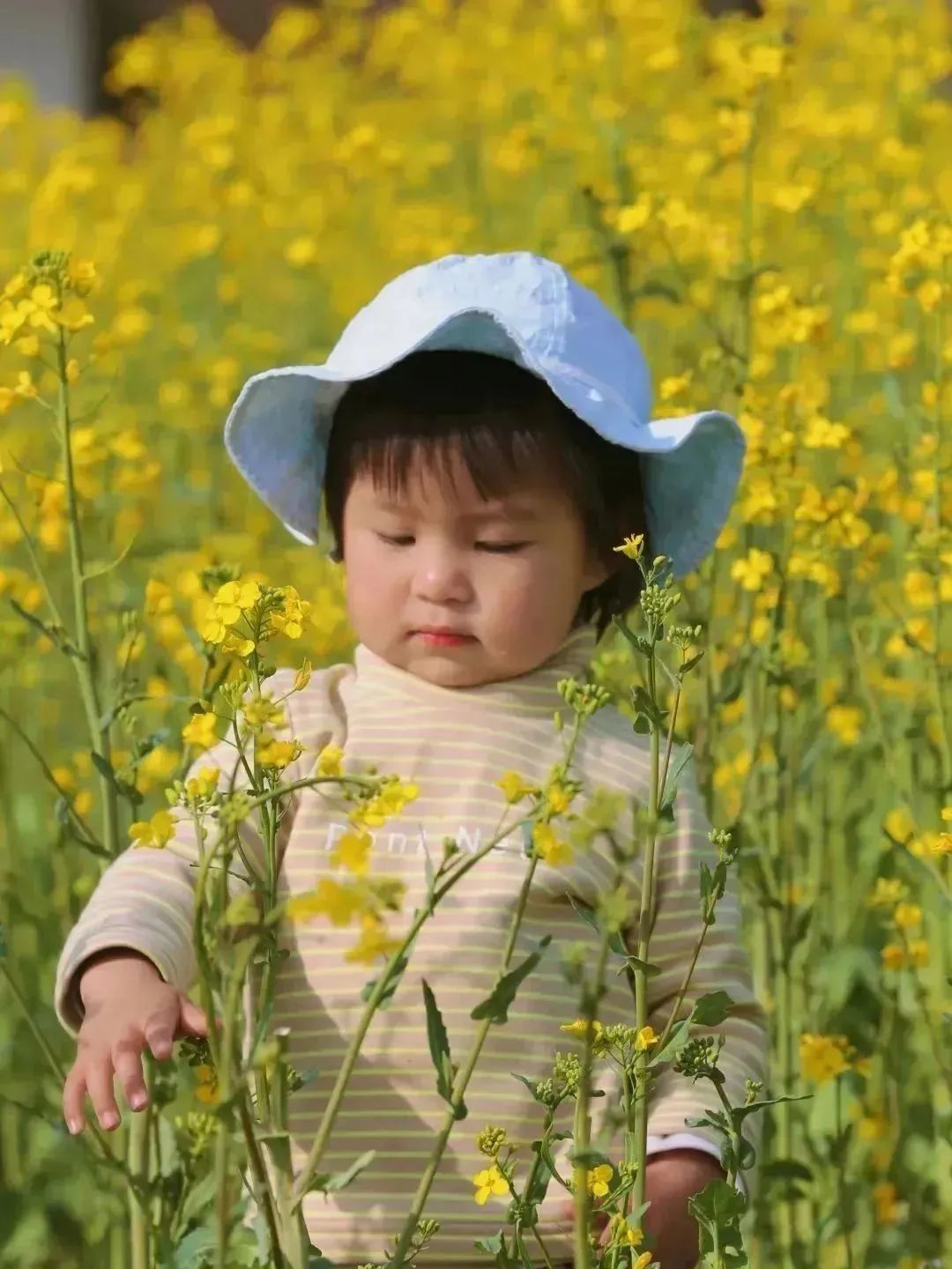 春意正浓！西安观景油菜花篇，宫里花海灿烂-第20张图片