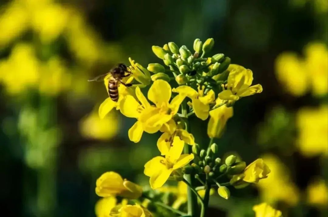 春意正浓！西安观景油菜花篇，宫里花海灿烂-第21张图片