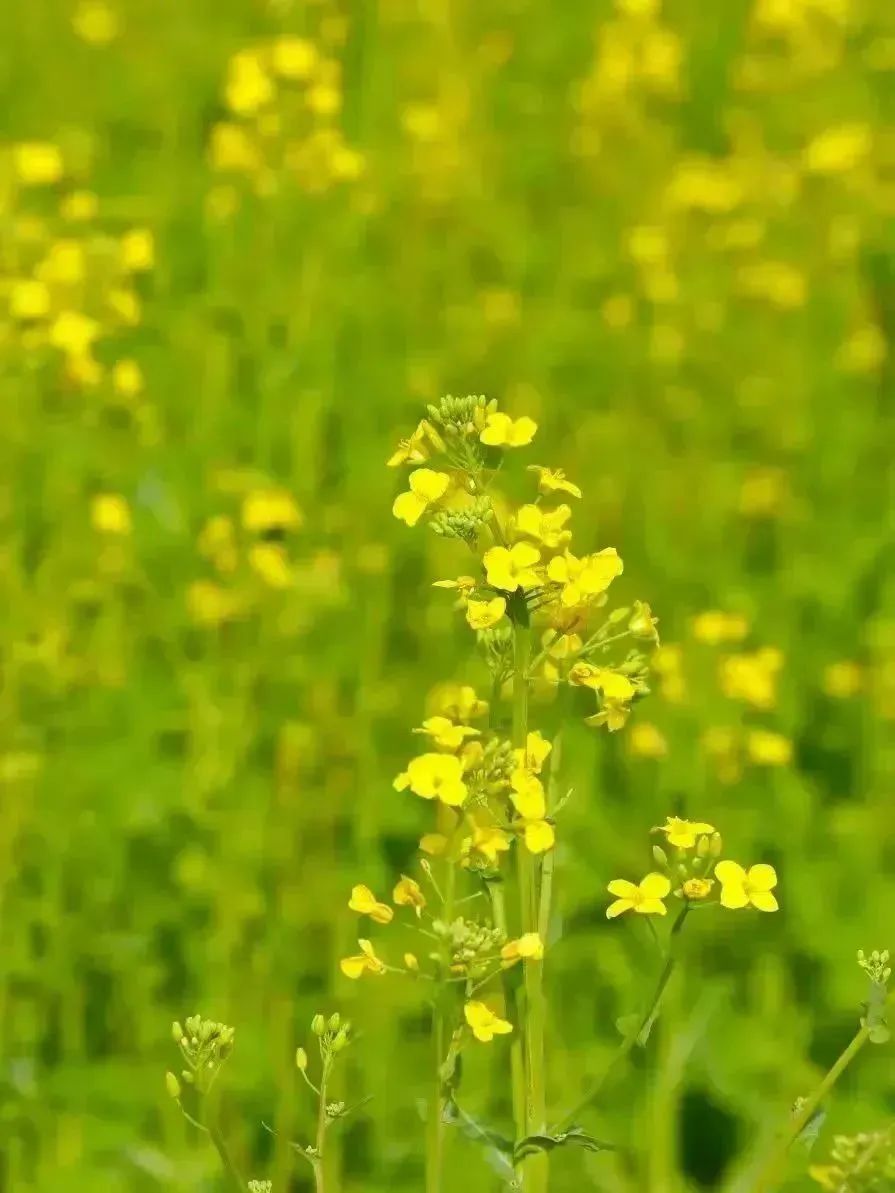 春意正浓！西安观景油菜花篇，宫里花海灿烂-第22张图片