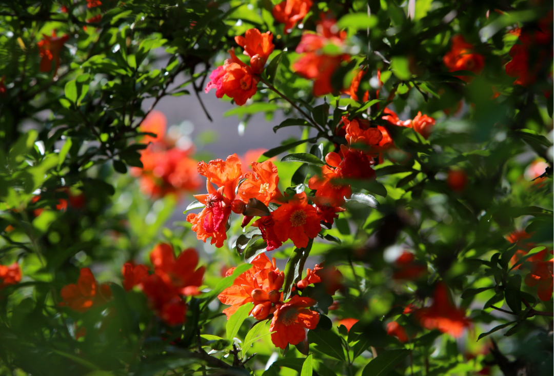 西安榴花图鉴快收藏→一日看尽“长安花”！-第2张图片