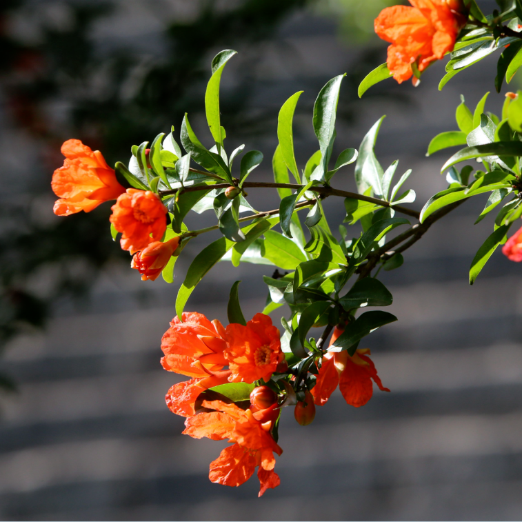 西安榴花图鉴快收藏→一日看尽“长安花”！-第7张图片