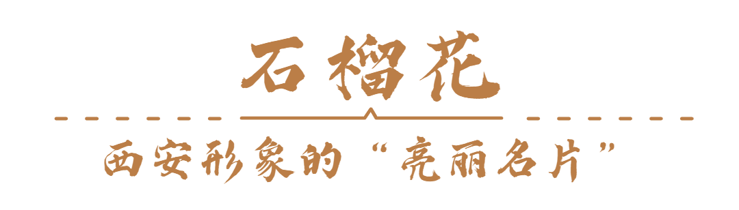 西安榴花图鉴快收藏→一日看尽“长安花”！-第3张图片