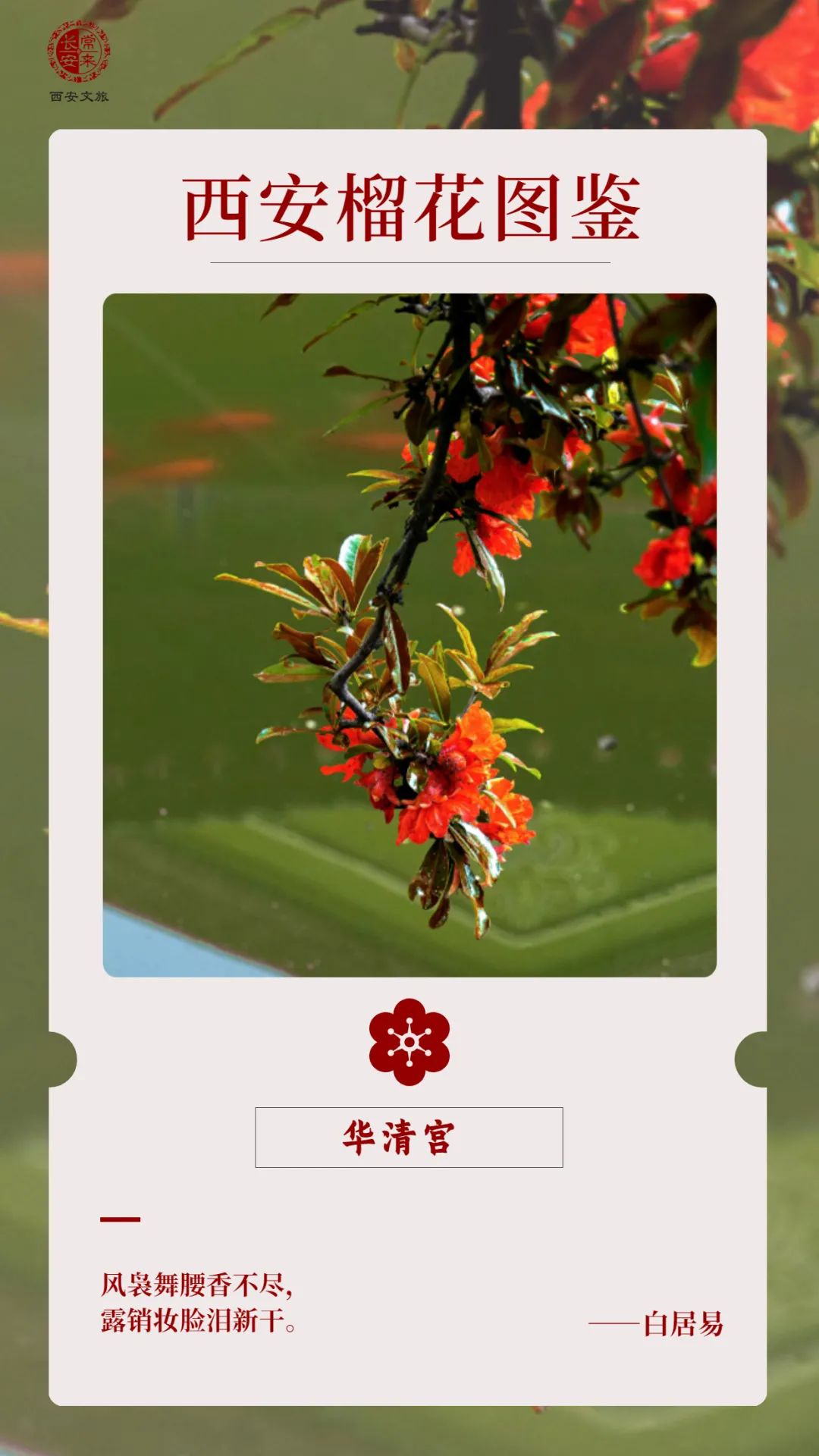 西安榴花图鉴快收藏→一日看尽“长安花”！-第9张图片