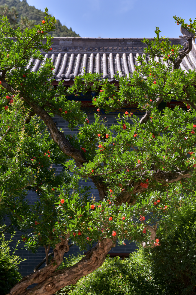 西安榴花图鉴快收藏→一日看尽“长安花”！-第14张图片