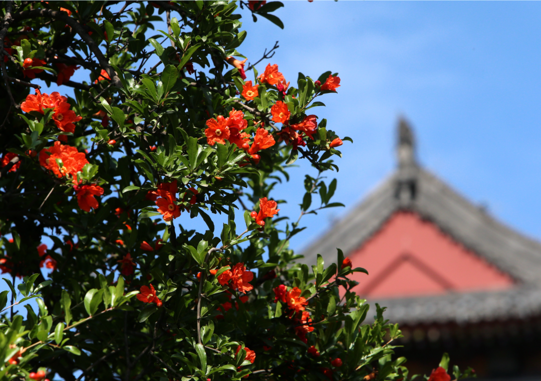 西安榴花图鉴快收藏→一日看尽“长安花”！-第19张图片