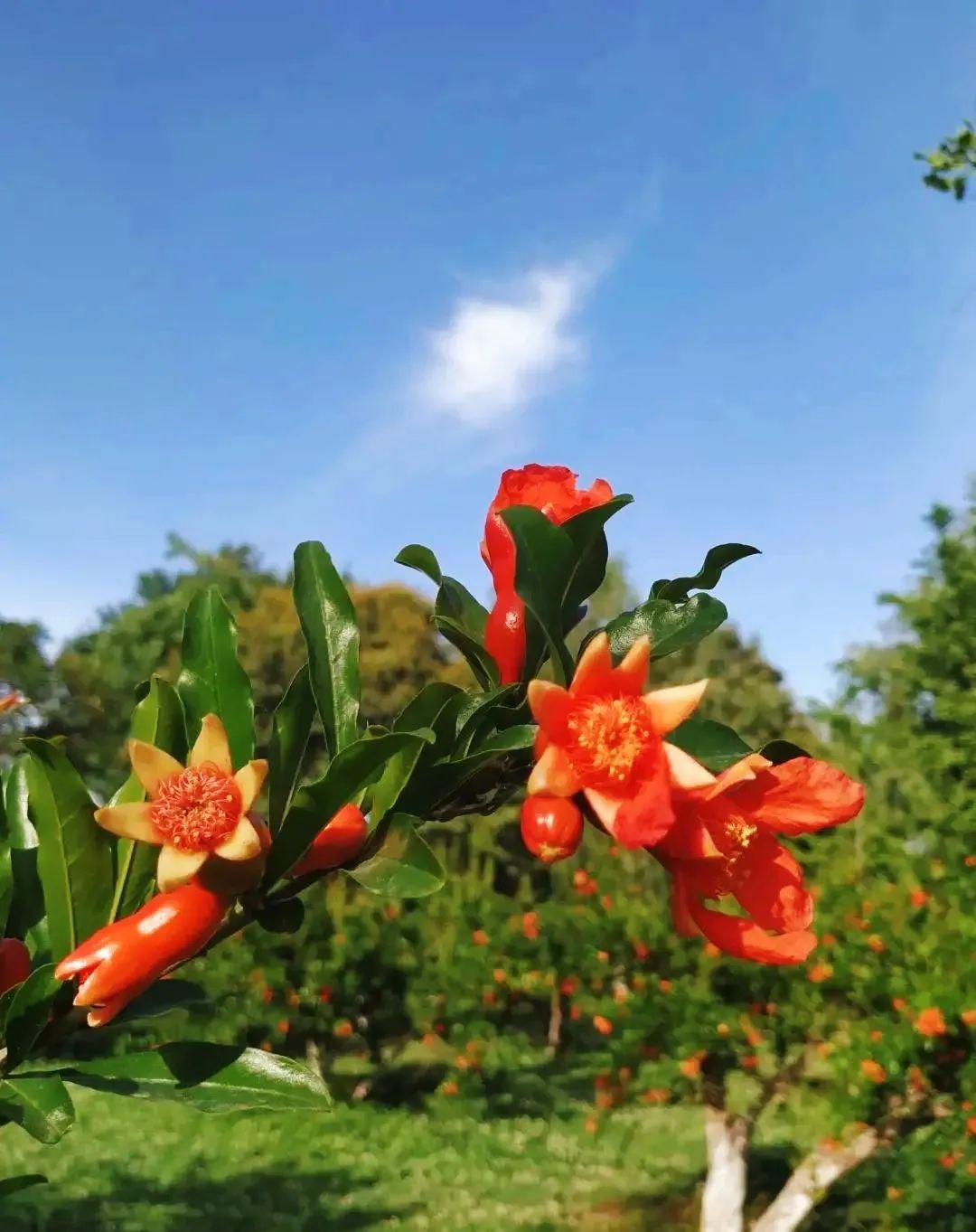 西安榴花图鉴快收藏→一日看尽“长安花”！-第36张图片