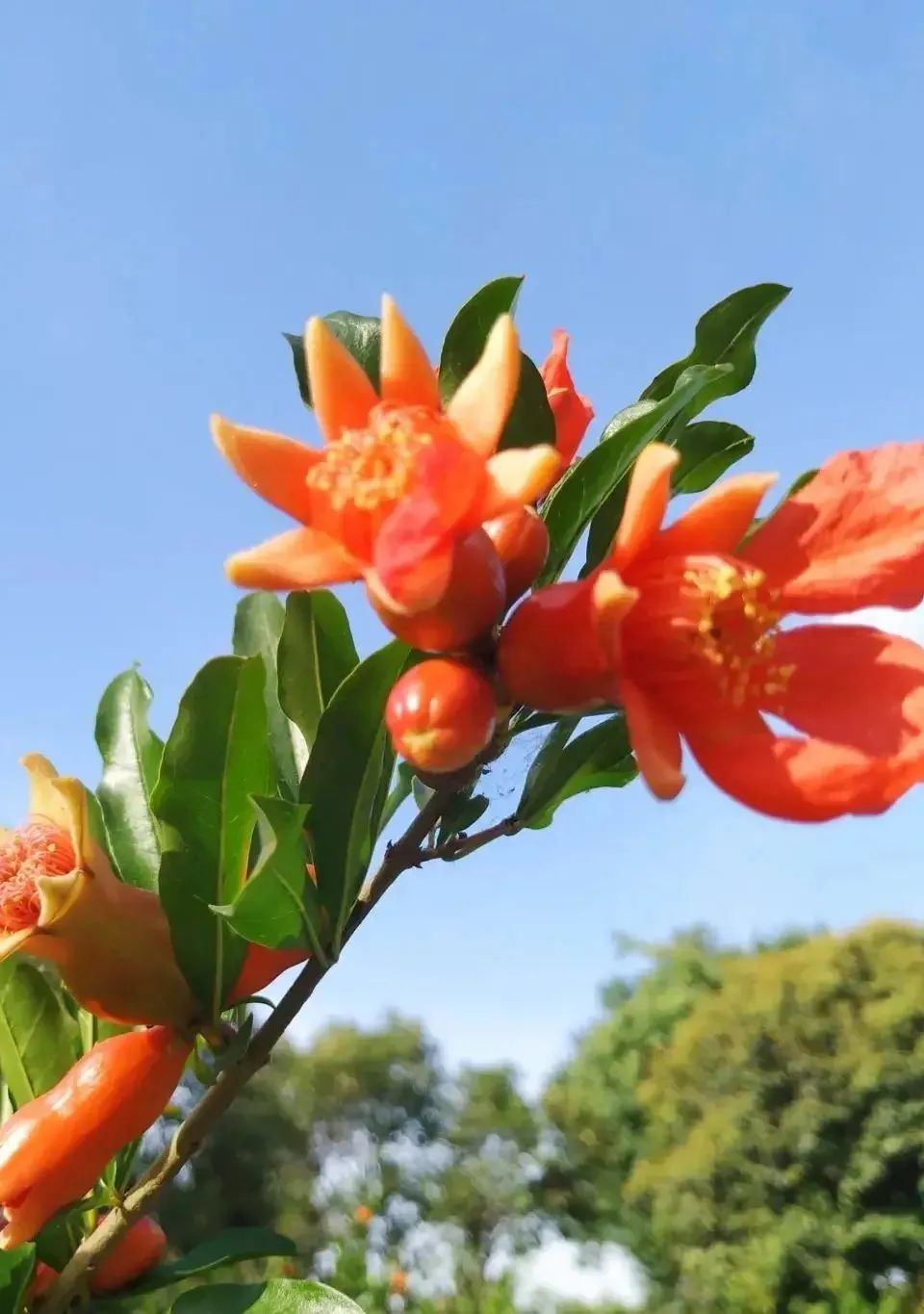 西安榴花图鉴快收藏→一日看尽“长安花”！-第38张图片