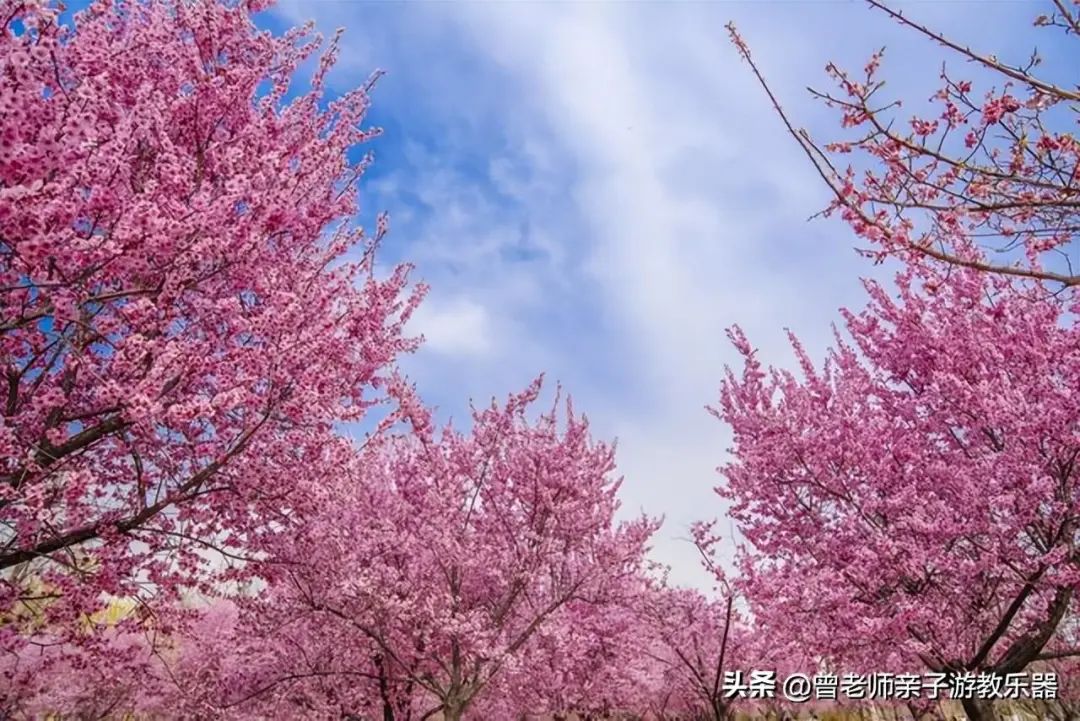 每一个都值得一去！西安旅游首选10大景区，最详细攻略，避坑指南-第65张图片