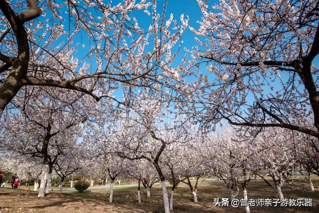 每一个都值得一去！西安旅游首选10大景区，最详细攻略，避坑指南-第68张图片