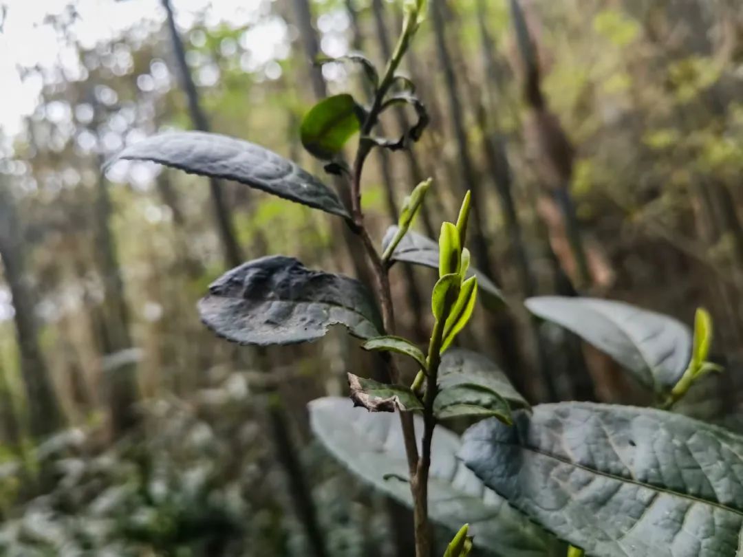 西安品茶全程安排， 茶馆推荐-第2张图片