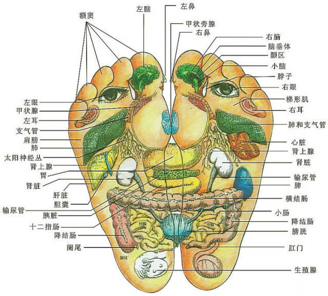 脚底，是人体最大的福田！为何大家都爱做足疗？西安足疗分享-第6张图片