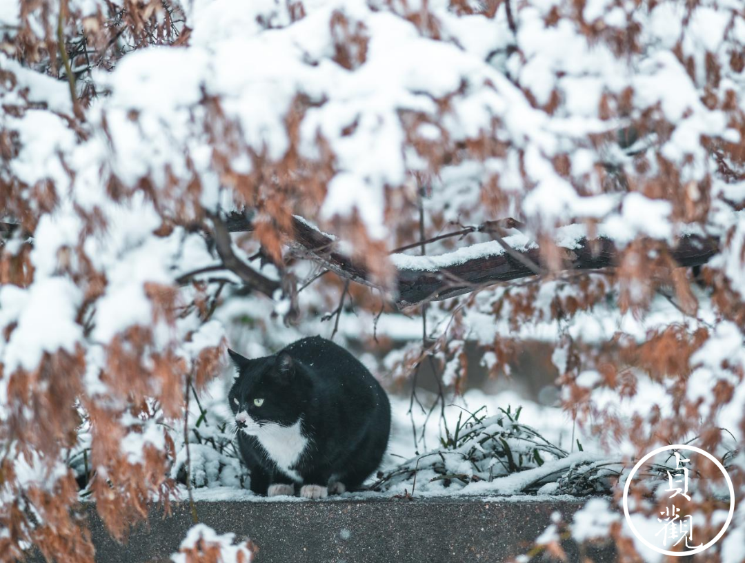 昨天的西安人有多快乐？你根本不懂昨天的雪带来了多少欢乐-第51张图片