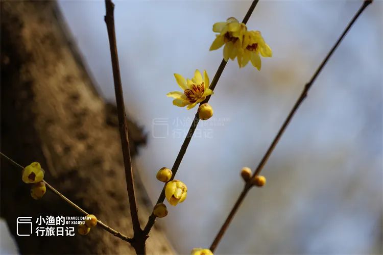 冬天很美很惊艳，来头很大、名气很小，西安城南严重被低估的景点-第12张图片