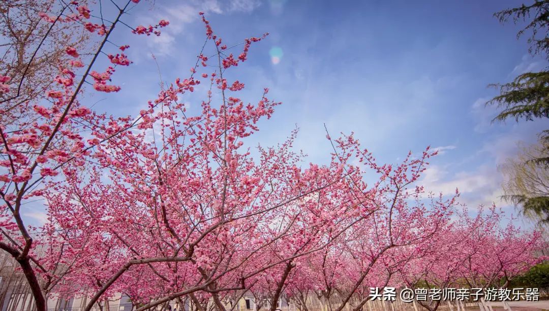 周末「踏春指南」！西安这30个周边踏春赏花的攻略-第3张图片