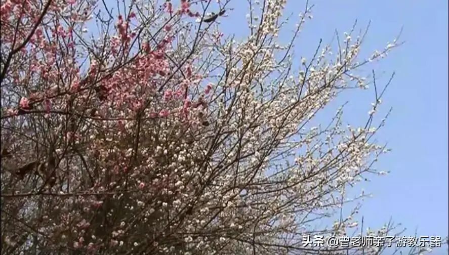 周末「踏春指南」！西安这30个周边踏春赏花的攻略-第6张图片