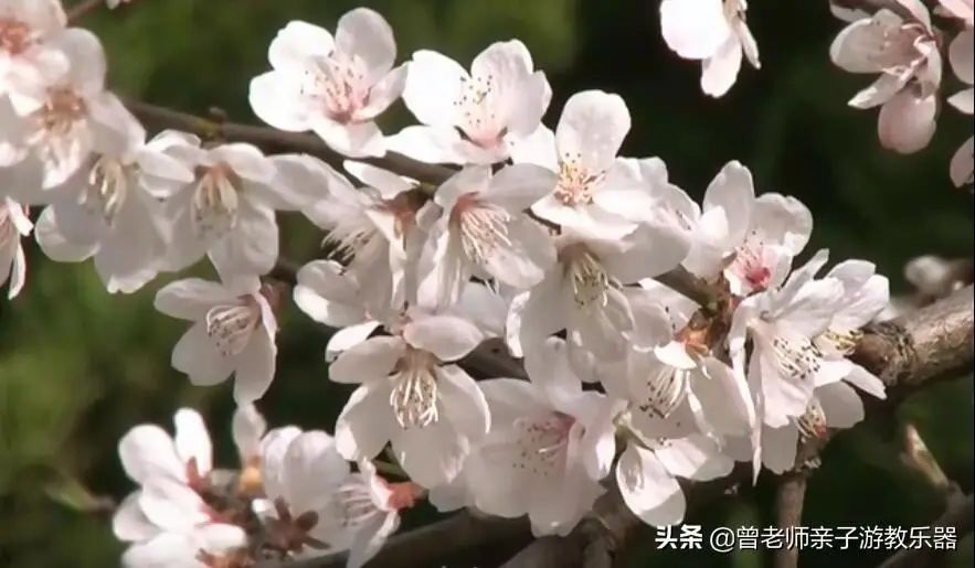 周末「踏春指南」！西安这30个周边踏春赏花的攻略-第5张图片