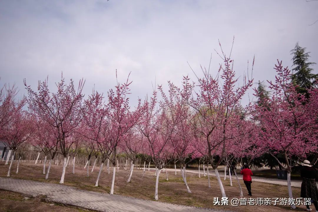 周末「踏春指南」！西安这30个周边踏春赏花的攻略-第4张图片