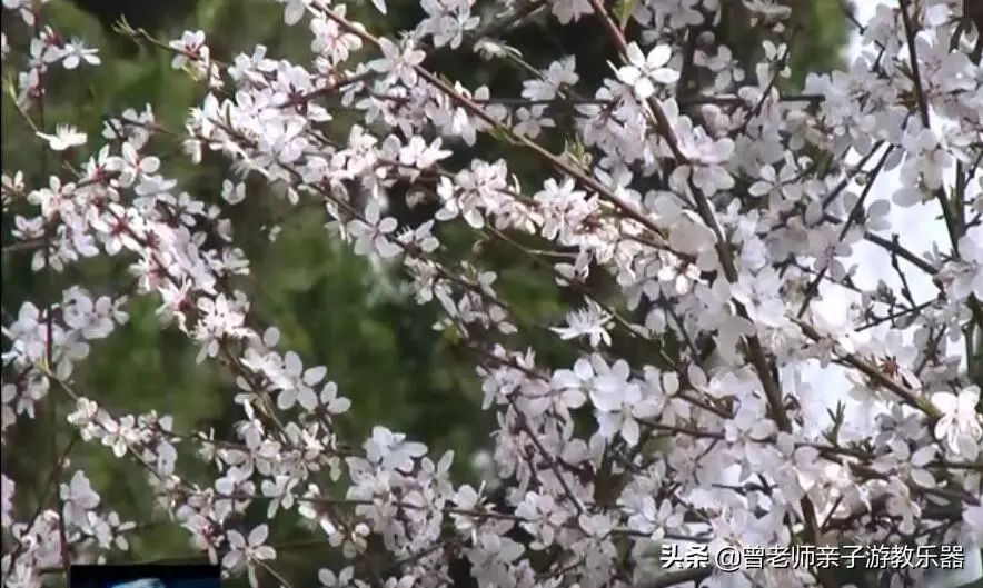 周末「踏春指南」！西安这30个周边踏春赏花的攻略-第7张图片