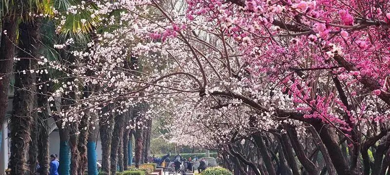 周末「踏春指南」！西安这30个周边踏春赏花的攻略-第12张图片