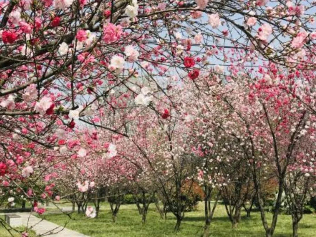 十条春季乡村精品旅游线路发布，西安市休闲娱乐推荐-第7张图片