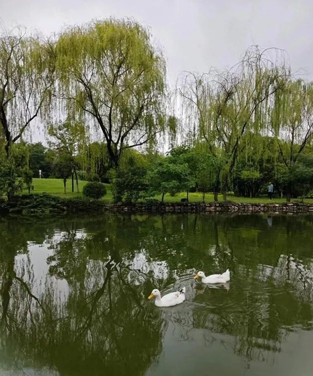 古都西安的活力绿洲，快来放松身心舒缓心情吧！地铁直达无门票！免费哦！-第1张图片