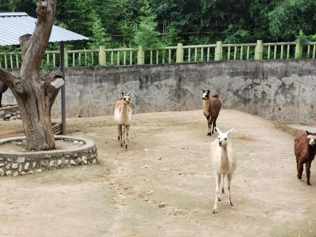 最值得打卡的26个西安旅游景点！陕西西安旅游景点推荐-第42张图片