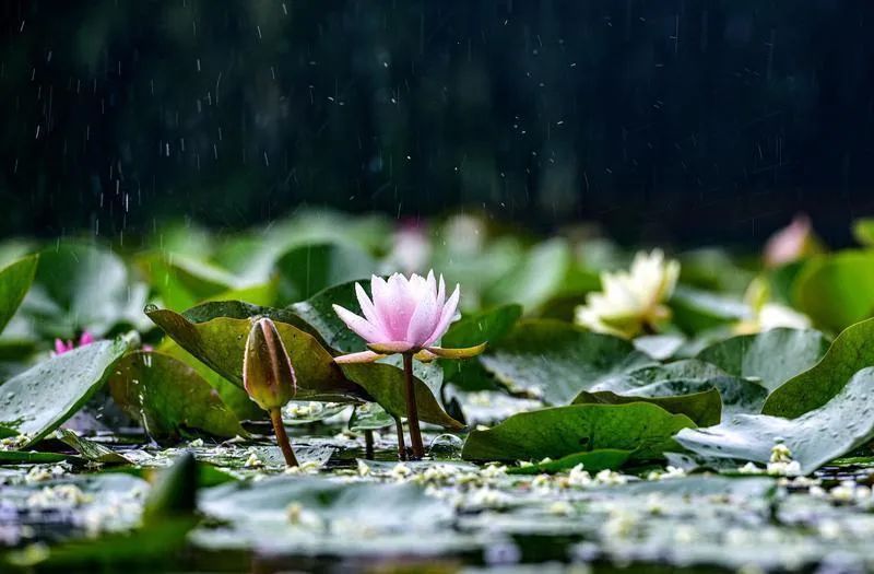 西安市周内全是雨……小雨！中雨！大雨！太难了-第1张图片