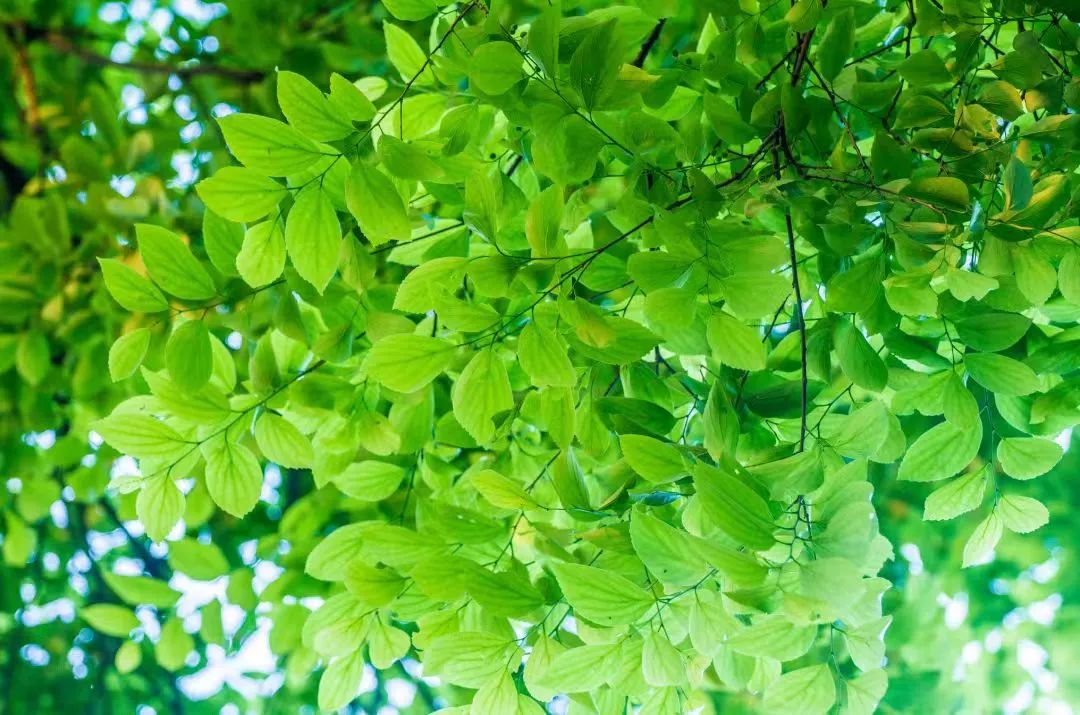 西安又要下雨了？西安旅游和上班的各位要注意！具体降雨时间已经确定！-第1张图片