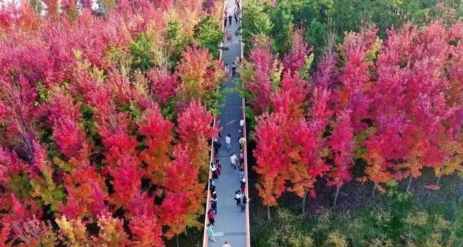 ，高空栈道和林中小径，拍照超美，仿佛身在童话中——西安最美赏秋公园-第3张图片