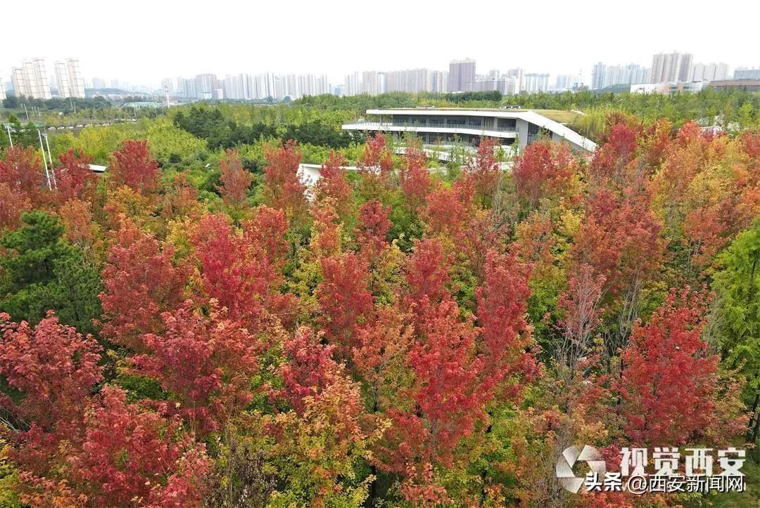 ，高空栈道和林中小径，拍照超美，仿佛身在童话中——西安最美赏秋公园-第9张图片