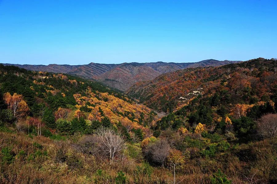 西安周边旅游放松：20处秋季银杏红叶最佳观赏地！-第6张图片