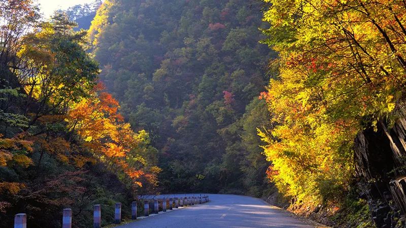 西安周边旅游放松：20处秋季银杏红叶最佳观赏地！-第16张图片