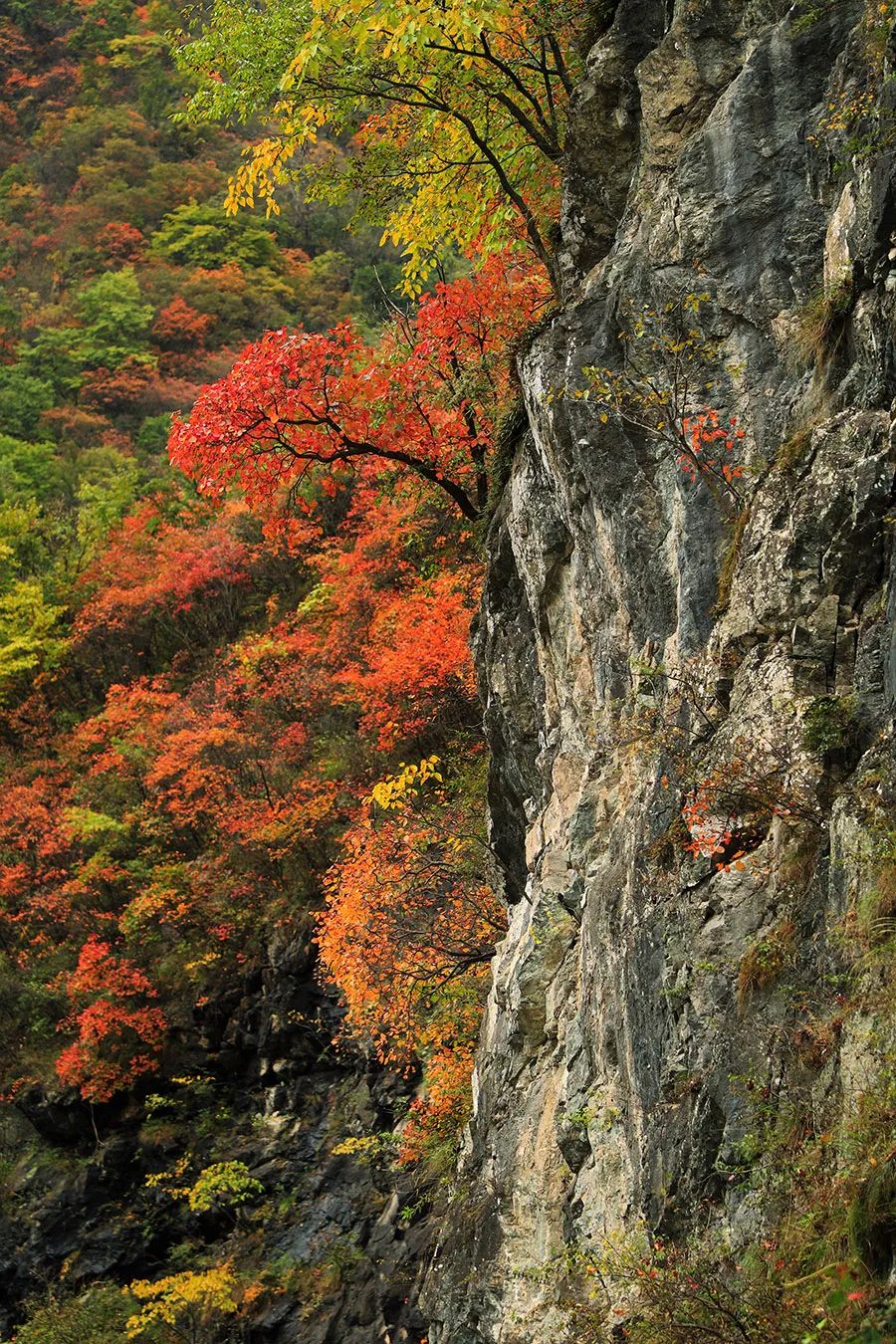 西安周边旅游放松：20处秋季银杏红叶最佳观赏地！-第17张图片