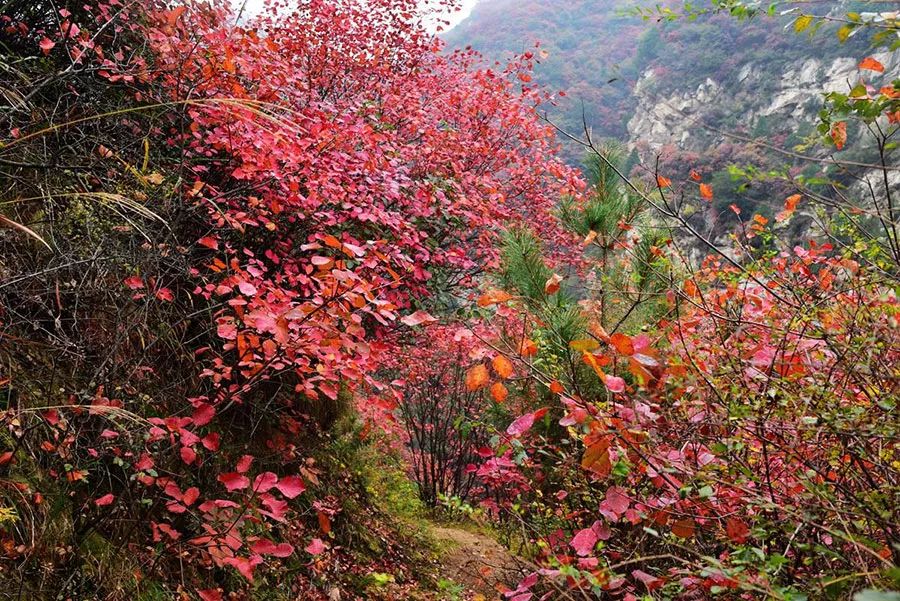 西安周边旅游放松：20处秋季银杏红叶最佳观赏地！-第29张图片