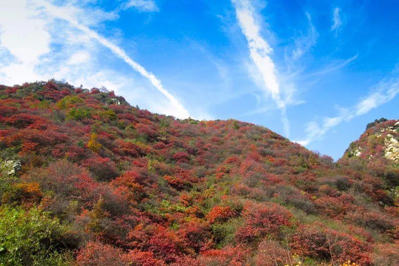 西安周边旅游放松：20处秋季银杏红叶最佳观赏地！-第30张图片