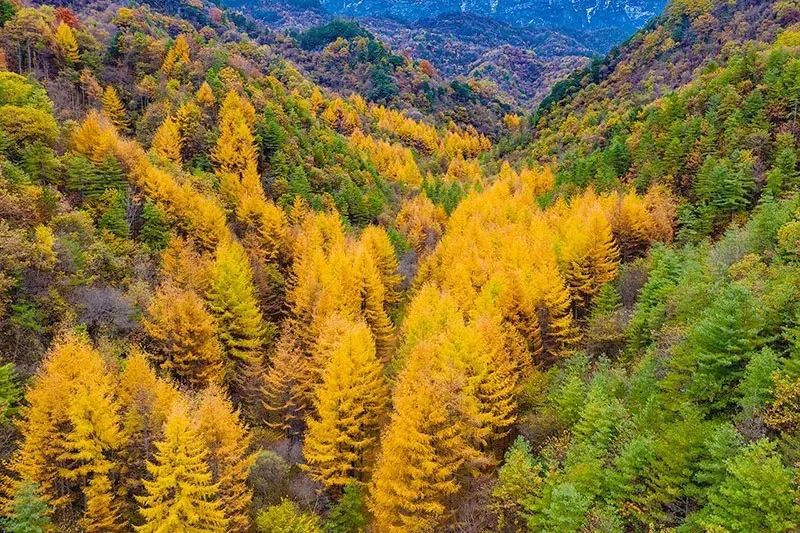 西安周边旅游放松：20处秋季银杏红叶最佳观赏地！-第40张图片