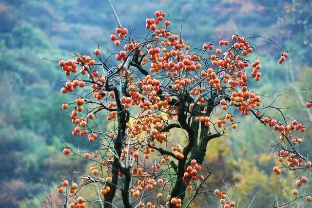 西安周边旅游放松：20处秋季银杏红叶最佳观赏地！-第44张图片