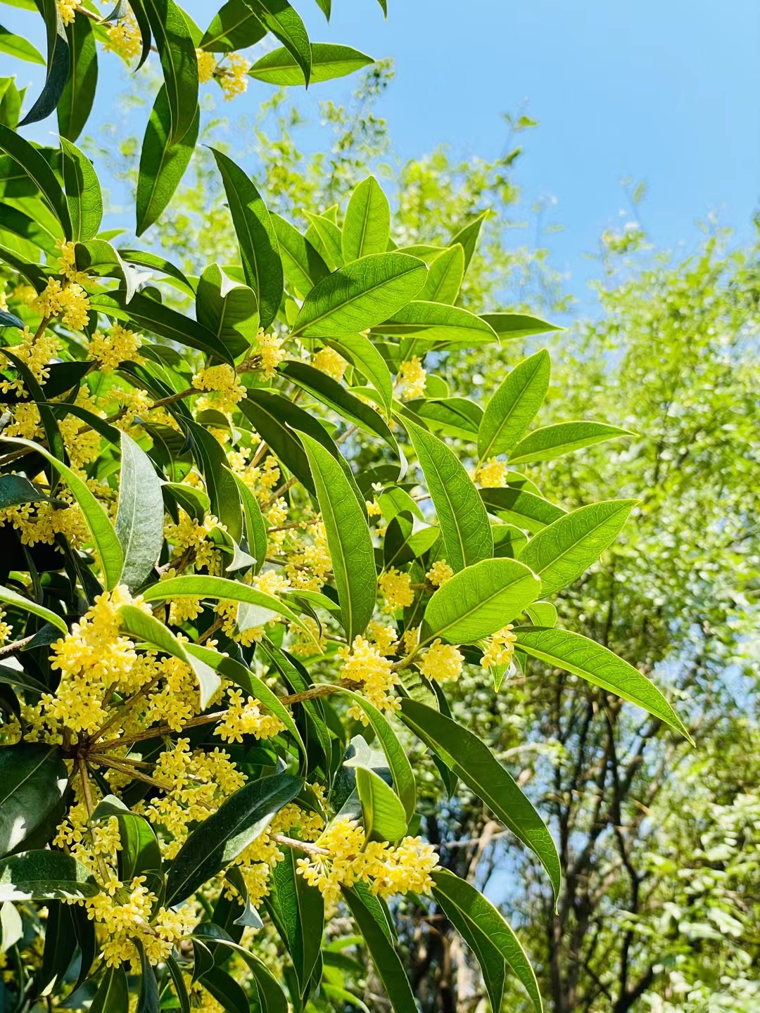 收好这份西安及周边旅游观赏桂地图→桂花终于“想开了”！-第17张图片