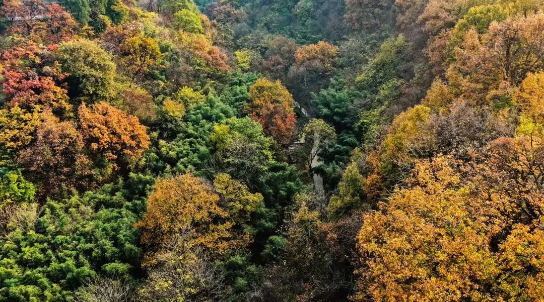 就在城区，不用远行！西5个绝美赏秋地！太惊艳了！西安旅游赏秋-第11张图片