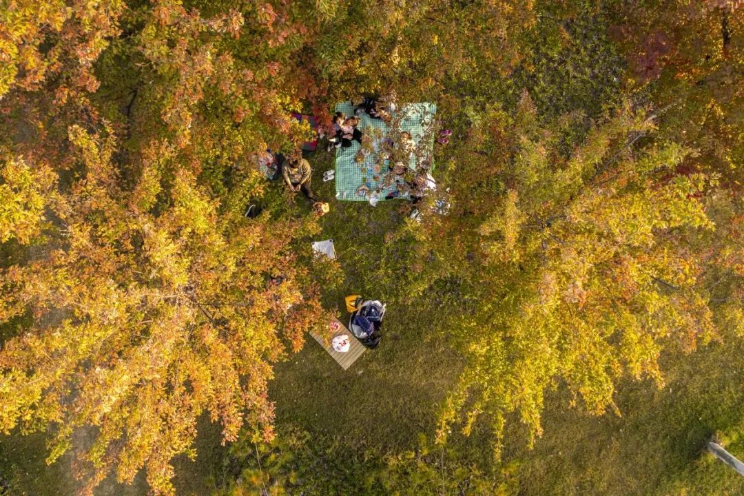 就在城区，不用远行！西5个绝美赏秋地！太惊艳了！西安旅游赏秋-第18张图片