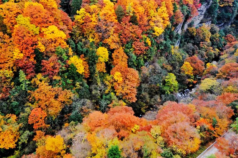 西安周边13个赏红叶最佳好地推荐，从南到北，秦岭红了！-第14张图片